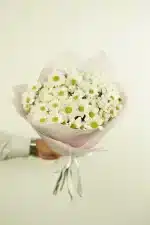 ქრიზანთემა