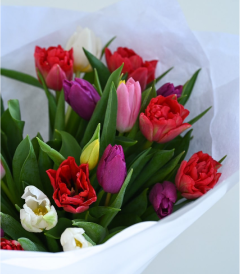 25 ჰოლანდიური ტიტა