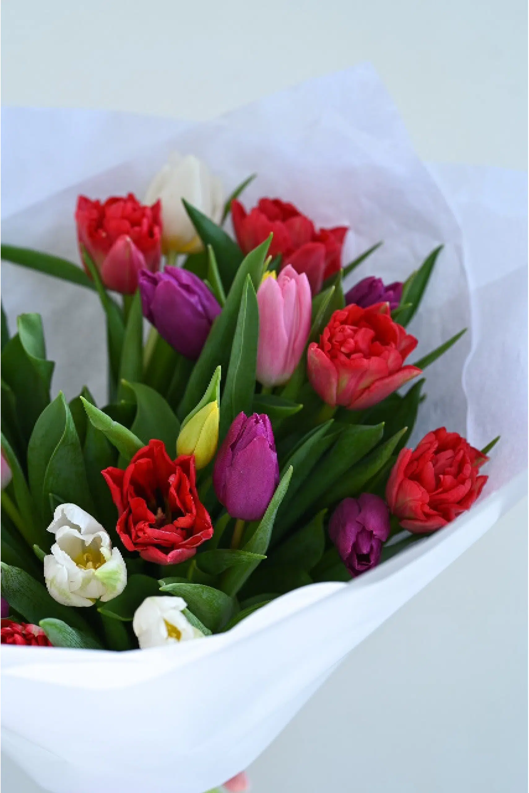 25 Dutch Tulips