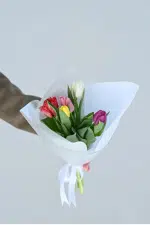 ტიტების თაიგული '' S+ ''